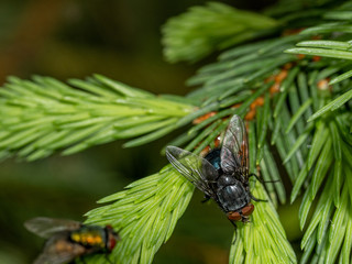 Black fly with silvery blue wings, close-up, sits on green branches of coniferous tree