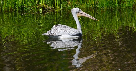 Pelican in lake