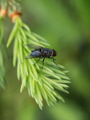 Black fly with silvery blue wings, close-up, sits on green branches of coniferous tree