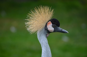 Fototapeta premium Crowned Crane