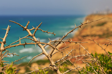 View of the sea through a thorny bush