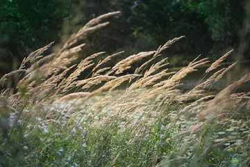 колосья дикой травы колышутся на ветру