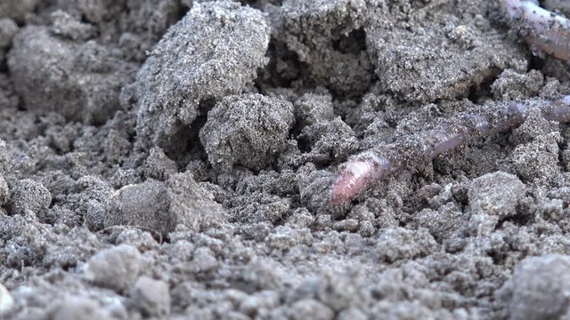 Earthworm crawls over the ground in the nature