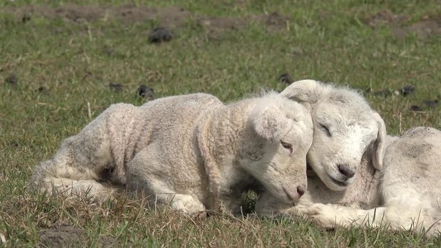 two white lambs lying on pasture