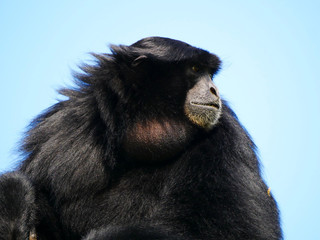 Siamang