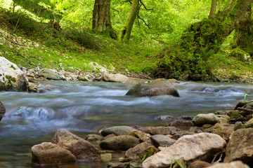 Rocky mountain stream with green forest in the background
