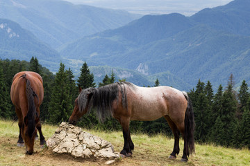 Wild horses graze in the open. The pine trees and the distant mountains are visible in the background
