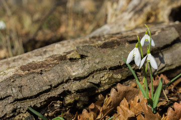 snowdrops sunny spring forest