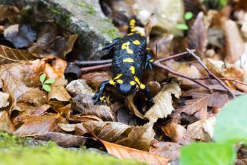 Europaean fire salamander (Salamandra salamandra) Romania, Bihor county
