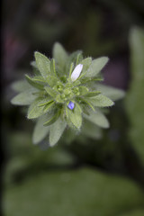Wall Speedwell