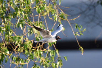 River seagull