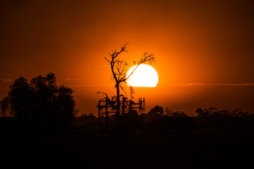 Orange sunset in front of tree