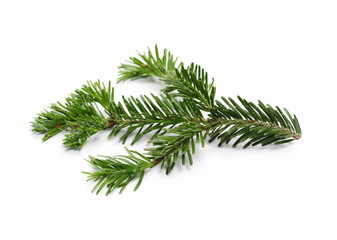 Pine branch isolated on white background