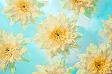 Yellow chrysanthemum with drops lying in water with reflection of the sky