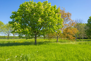 Trees and wild flowers in a field and forest in sunlight in spring