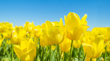 Obraz premium Field with colorful tulips below a blue sky in spring