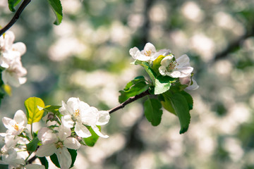 apple tree blossoms