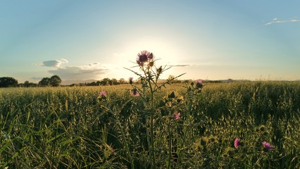 SAMSUNG CAMERA PICTURES © Pedro