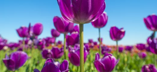 Crédence de cuisine en verre imprimé Printemps Field with colorful tulips below a blue sky in spring