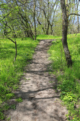 Fototapeta premium pathway in forest