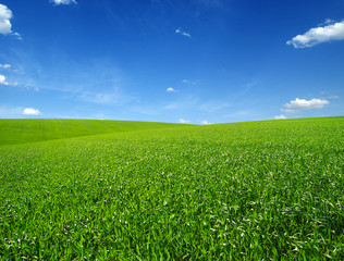 Fototapeta premium green field and clouds