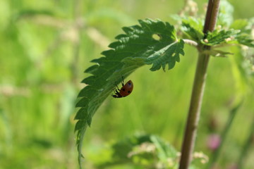 Marienkäfer an einer Brennnessel