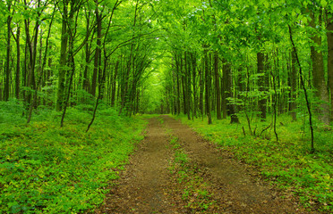 Green forest and path