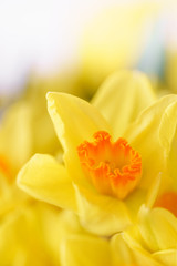 Obraz na płótnie Canvas Posy of bright yellow spring daffodils in a vase placed in the living room as a decoration. Vertical photo, Wallpaper