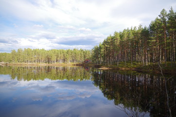 A peaceful lake in the forest