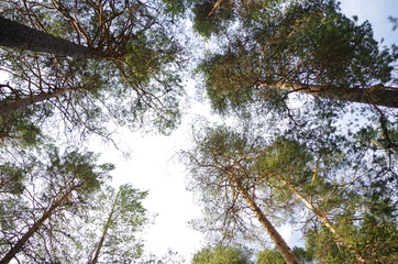 Trees reaching for the sky