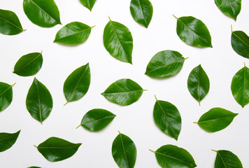 Green leaves isolated on white