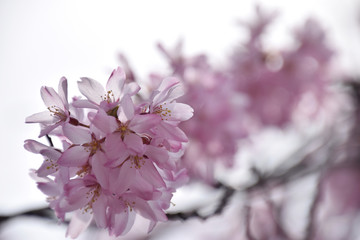 looking up view of dropping cherry blossom / 下から見上げるシダレザクラの先端(逆光, 透かし)