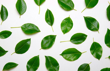 Green leaves isolated on white