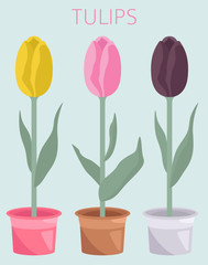 Tulip varieties flat icon set. Garden flower and house plants infographic