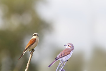 A pair of red - backed Shrikes on the dry grass, sit on the blurred background...