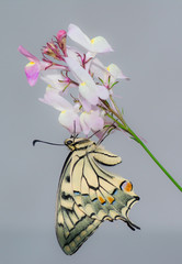 Farfalla