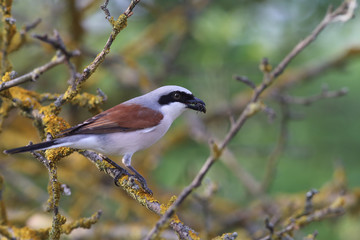 Bird red-backed shrike sitting on a branch with prey in its beak ..