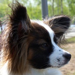 papillon dog