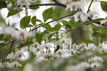 Bee and Styrax japonica