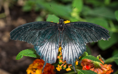 Farfalla