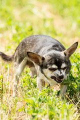 Grey Chihuahua looking angry