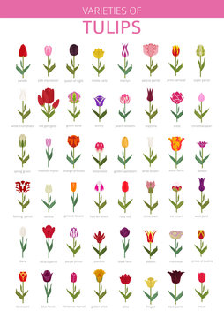 Tulip varieties flat icon set. Garden flower and house plants infographic