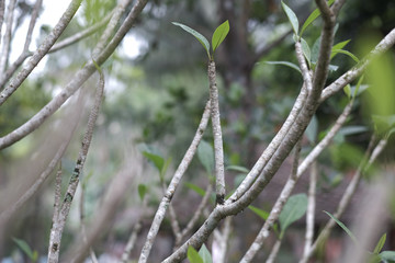 Cropped branches of citrus tree with sprouted new bright green leaves