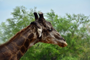 A giraffe standing beside a green tree in the background. Focus on the header/Giraffe standing green tree backdrop Focus only on its lateral side. Has space for text input.