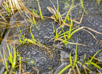 clusters of frog spawn