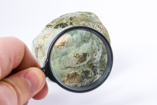 Scientist defines of kind, inspection of spores or testing mold on fruits or vegetables with magnifying glass in hand in laboratory. Scientific concept photo of mold for research in botany or biology