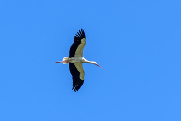 Flying stork on clear blue sky