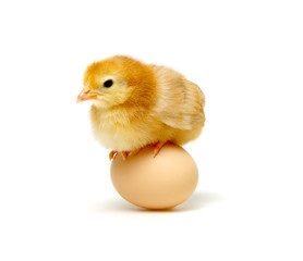 chick and egg on a white