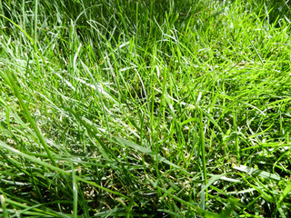 Photo of a green grass.