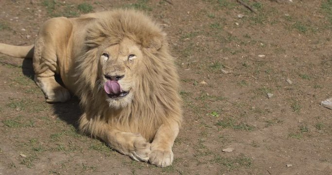 the lion lies and lickens